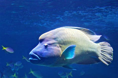 Which Ocean Animals Will Escape Warming Waters Conservation