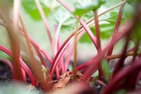How To Grow Rhubarb In Containers Gardeners Path