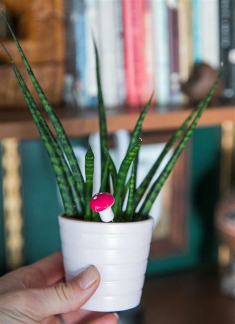 10 Low Light House Plants To Seriously Consider Jessica Brigham
