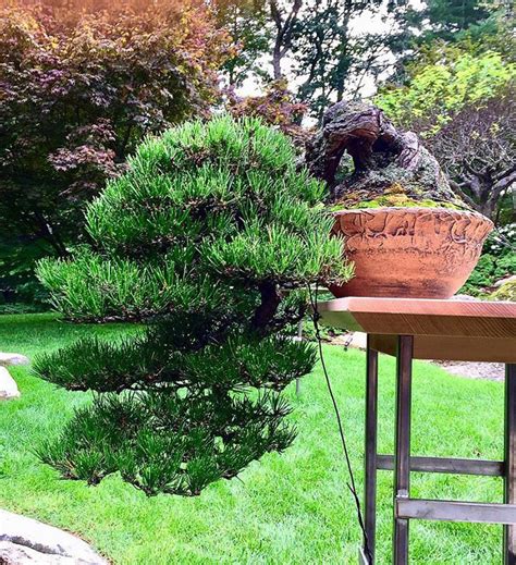 No momentum · song · 2018. Happy Root-Over-Rock Bonsai Holidays - Stone Lantern