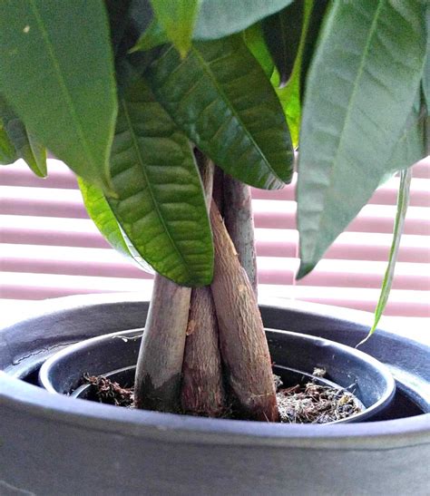 Maybe you would like to learn more about one of these? Braided Money Tree Plant - A Symbol of Luck and Prosperity