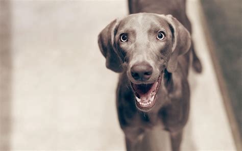 Smile Dog Wallpapers Wallpaper Cave