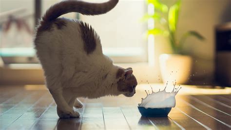Funny gif with a cat endlessly walking around the box. Funny Cat Jumping 9 High Resolution Wallpaper ...