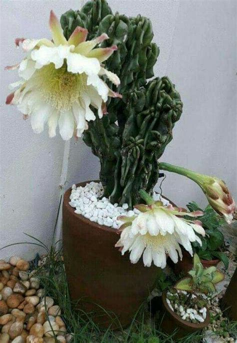 Do you know how often do you water a cactus? How often to water cactus indoors? - | Cactus plants ...