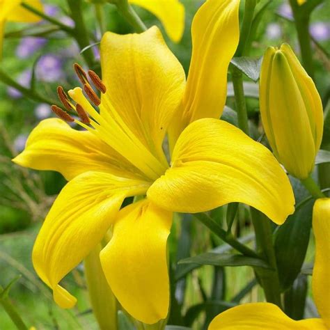 Lily Bulbs Asiatic Lily Yellow County Pack Of Etsy Asiatic