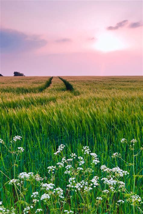 Nature Scenery Grass Flowers Summer Iphone X 876543gs Wallpaper