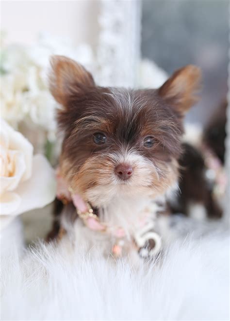 Maybe you would like to learn more about one of these? Chocolate Yorkie Puppy | Teacup Puppies & Boutique