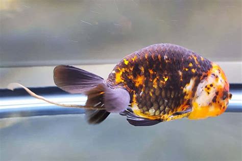 Goldfish Poop What Should It Look Like Ac Aquarium Life