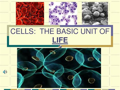 Ppt Cells The Basic Unit Of Life Powerpoint Presentation Free