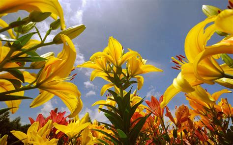 Lily Flowers 2560 X 1600