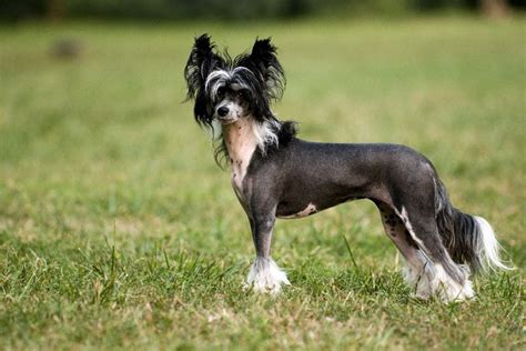 Chinese Crested Breeders And Puppies For Sale