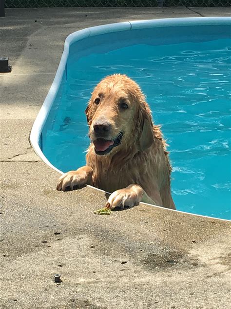 My Dog Loves Water And Will Jump Into Any Pool No Matter The