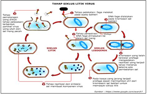 Biologi Struktur Tubuh Dan Perkembangbiakan Virus
