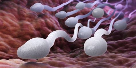 Espermatogénesis Concepto Fases Y Qué Es La Ovogénesis