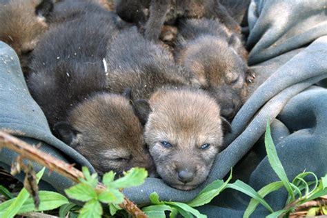 Wolf Nannies Shorten Sex Lives Of Male Pups Wired