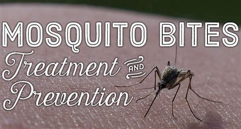 Mosquito Bites Treatment And Prevention Tips Healdove