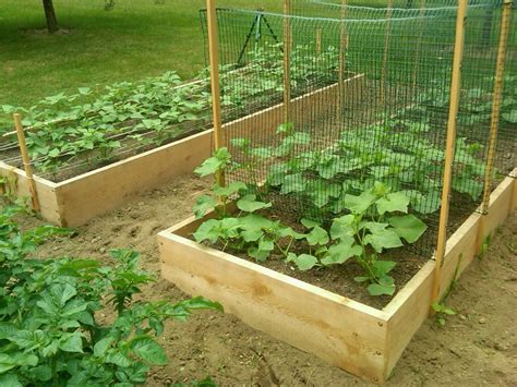 Conduit and chicken wire arch for peas. How to Trellis Zucchini - Plant Instructions