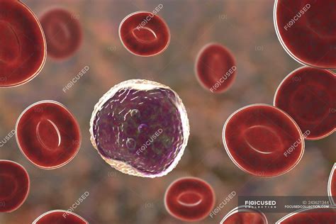 Lymphocyte White Blood Cell In Blood Smear Digital Illustration
