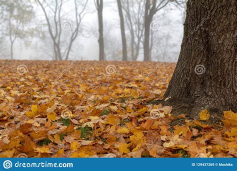 View Of Misty Autumn Park With Fallen Leaves Stock Image Image Of