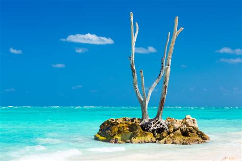 Dry Tree On A Tropical Beach Free Stock Photo Public Domain Pictures