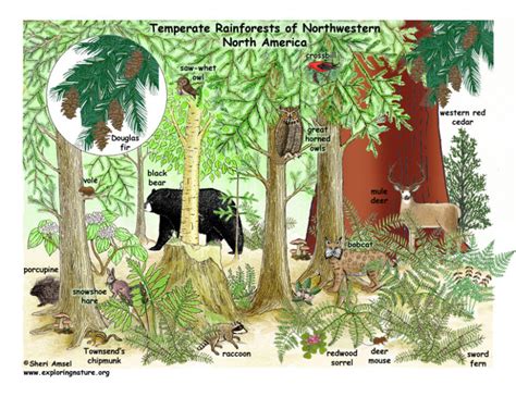 Cuáles Son Las Especies De Flora Y Fauna En Un Bosque Templado