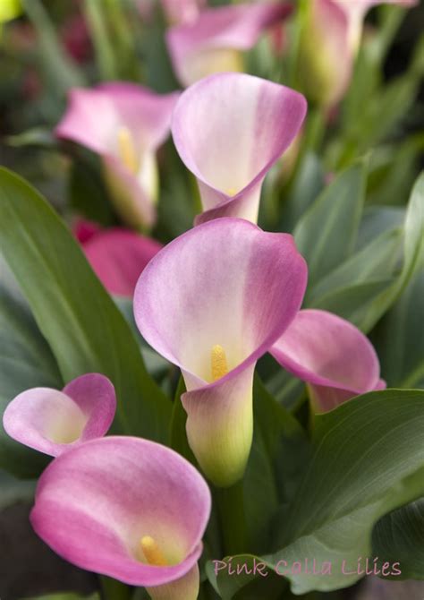 Pink Calla Lily Plant Care Zantedeschia Rehmannii