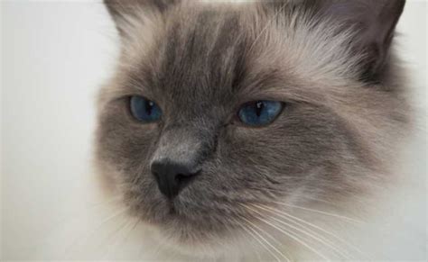 Siamese Ragdoll Cat Mix Do You Want To Know About Ragdoll Siamese Mix
