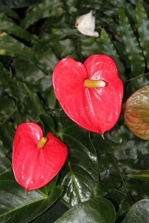 Anthurium Red Flowers Stock Photo Image Of Gardening 105935210