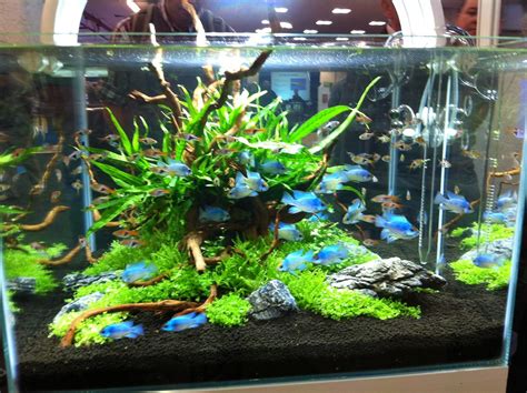 A short video on how to aquascape a nano fish tank. Aquajardin Rams Scape | Aquascapes featuring ultra blue ...