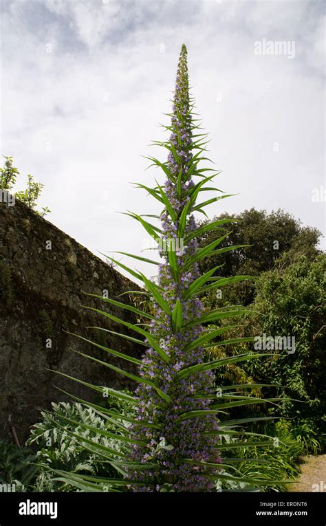 Tall Blue Flower Spikes Hi Res Stock Photography And Images Alamy