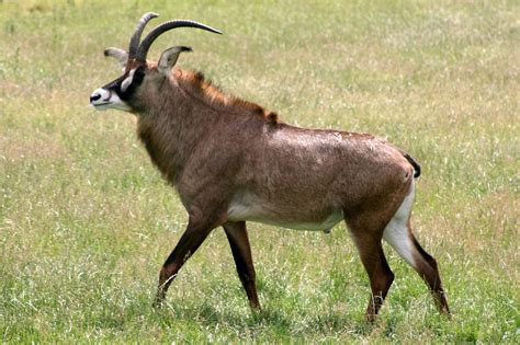 Roan Antelope Whipsnade 27th June 2015 Zoochat