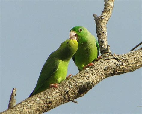 Parrot Encyclopedia Green Rumped Parrotlet World Parrot Trust