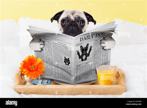 Pug Dog Reading The Newspaper And Having Breakfast In Bed Stock Photo