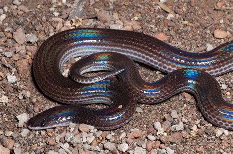 Common Sunbeam Snake Xenopeltis Unicolor Boie 1827 Thomas Calame