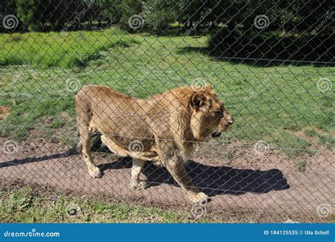 a beautiful african lion in the jukani wildlife sanctuary south africa editorial photo