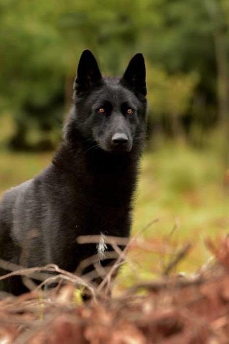 Black Wolf Dog Breeds