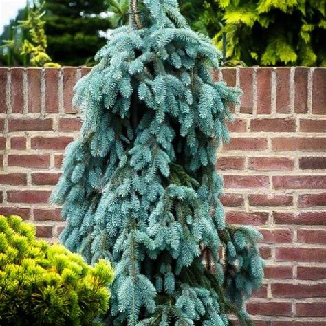 The Blues Weeping Colorado Spruce
