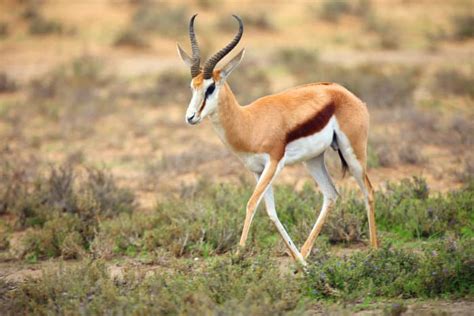What Is A Springbok Facts About Africas Pronking Antelope