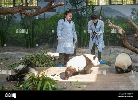 Chinese Singer Li Yuchun Right Looks At The Giant Panda Triplets