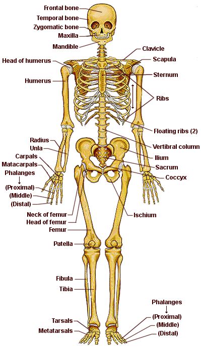 Osteologia Anatomia