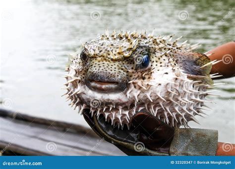 Blowfish Or Puffer Fish Stock Image Image Of Floating 32320347