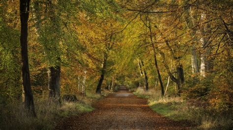 783238 Forests Autumn Roads Trees Rare Gallery Hd Wallpapers
