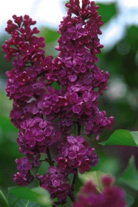 18 Lilac Varieties Hgtv