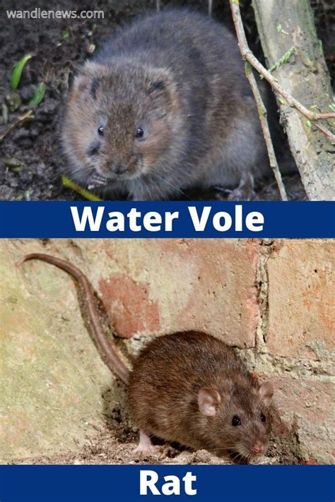 Water Vole Or Rat How To Tell The Difference