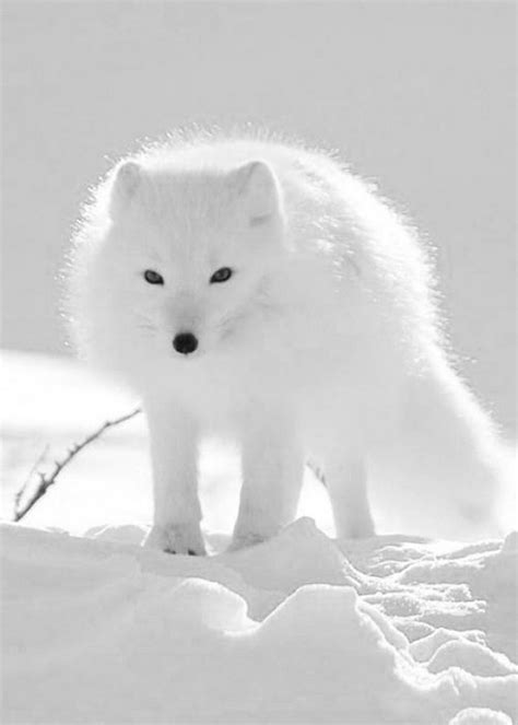 Babydieren grappige dieren schattige dieren schattige puppies leuke honden dieren foto's schattigste puppy schattigste honden gatos. Arctic Fox... (met afbeeldingen) | Poolvos, Schattige dieren, Wilde dieren