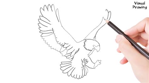 Harpy Eagle Drawing Easy How To Draw A Harpy Eagle Flying For