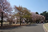 2014-爛漫春光．粉紅花海_東京賞櫻紀行Day3-春日居&新宿御苑＠用相片記錄人生｜PChome Online 個人新聞台