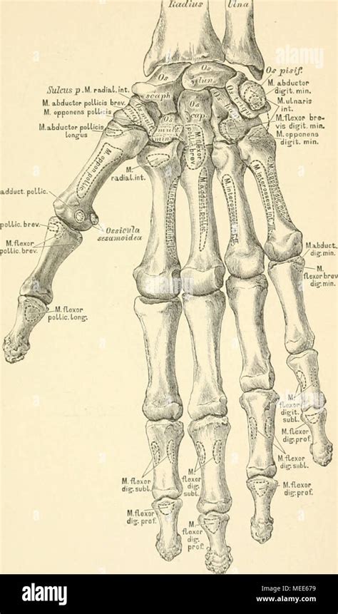 Die Descriptive Und Topographische Anatomie Des Menschen 190 Die