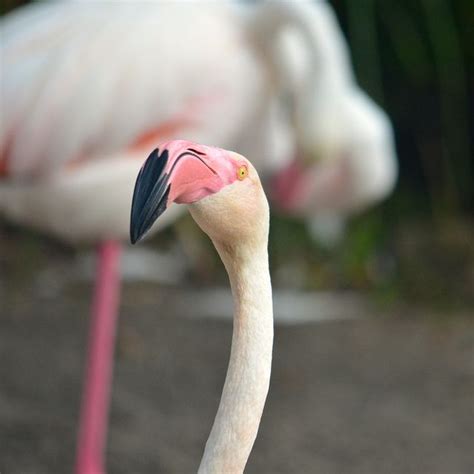 Flamingo Pet Birds Flamingo Pink Flamingos