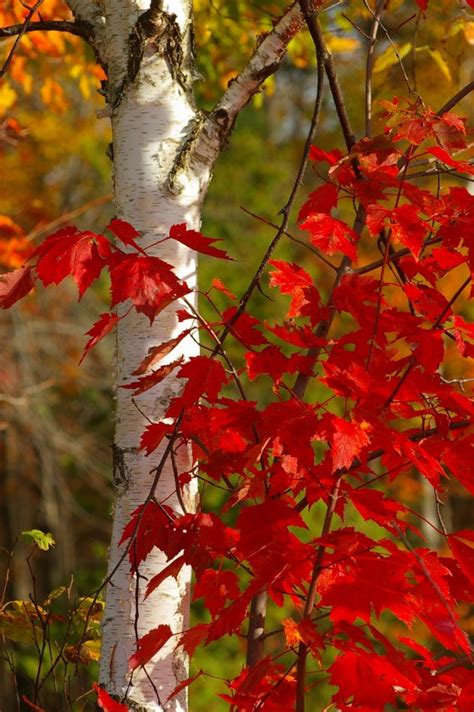 Birch Tree And Fall Foliage New England Today